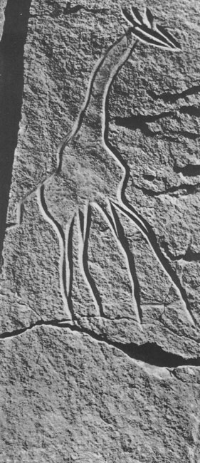 427 ������. �������, ������