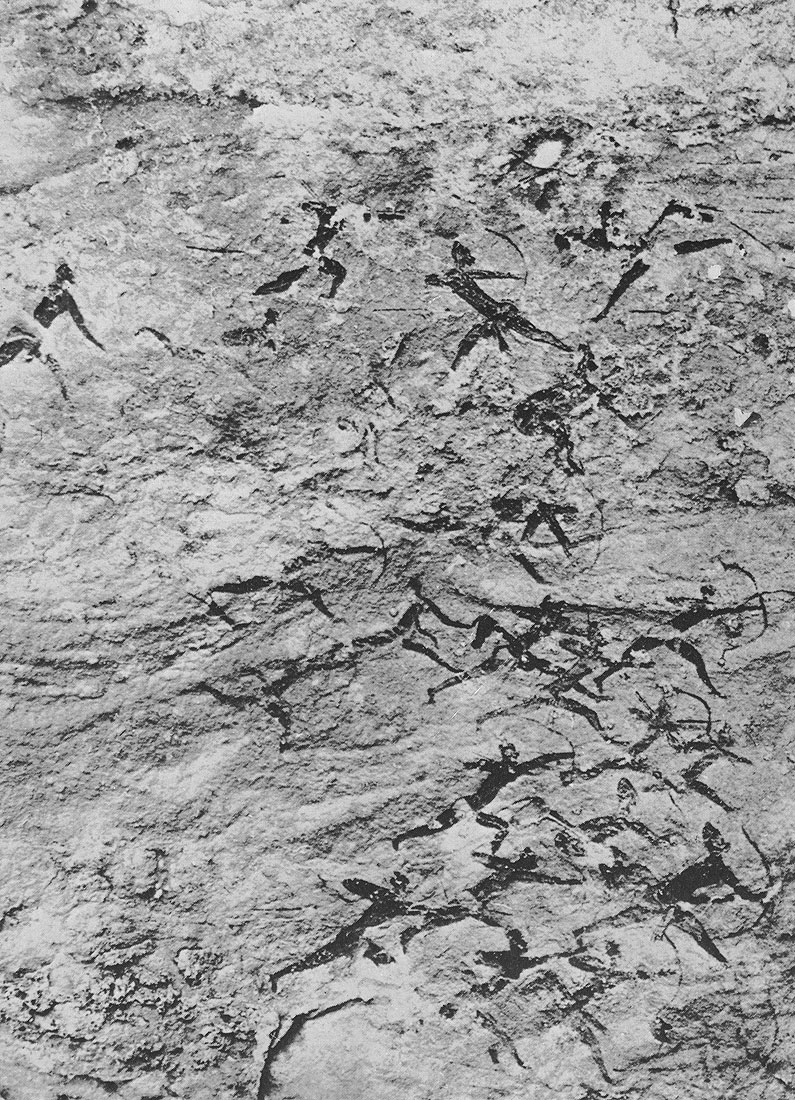 463 ��������. ��������. �����, ��������-�����